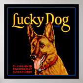Lucky Dog Poster (Vorne)