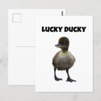 Lucky Duck Funny Niedlich Duckling Bird Foto Art