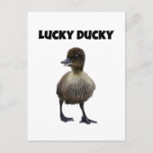 Lucky Duck Funny Niedlich Duckling Bird Foto Art Postkarte (Vorderseite)