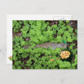 Lucky Eichhörnchen in Clovers Postkarte (Vorne/Hinten)