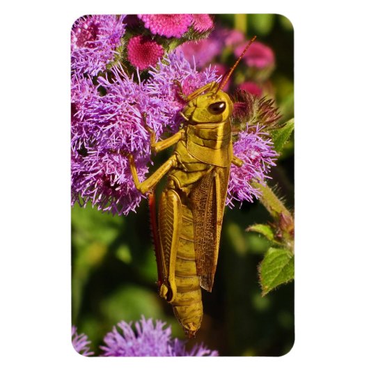 Lucky Grasshopper, Ageratum Magnet (Vertikal)