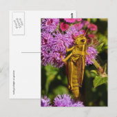 Lucky Grasshopper, Ageratum Postkarte (Vorne/Hinten)