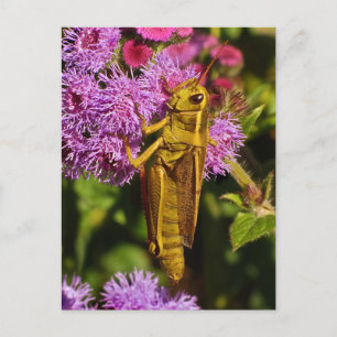 Lucky Grasshopper, Ageratum Postkarte