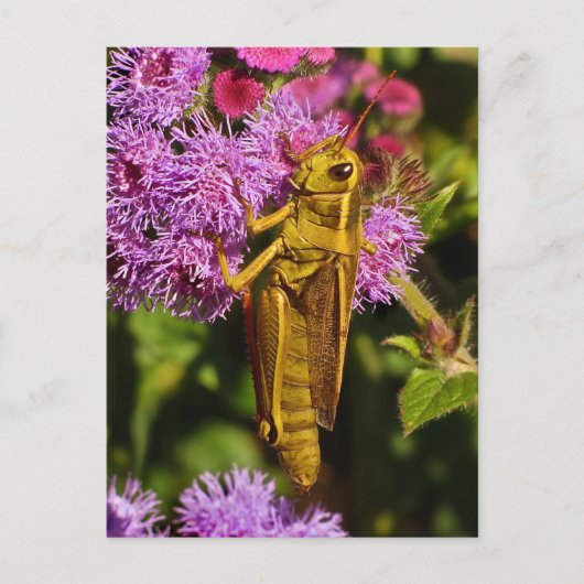 Lucky Grasshopper, Ageratum Postkarte (Vorderseite)