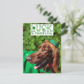 Lucky Irish Setter St. Patrick's Day Postcard Postkarte (Stehend Vorderseite)