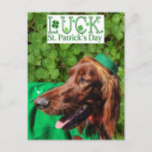 Lucky Irish Setter St. Patrick's Day Postcard Postkarte (Vorderseite)