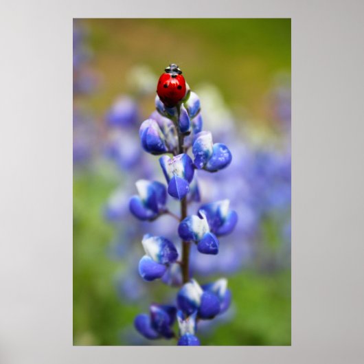 Lucky Lady Bugs Poster (Vorne)