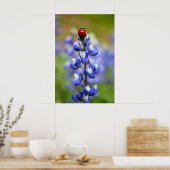 Lucky Lady Bugs Poster (Küche)