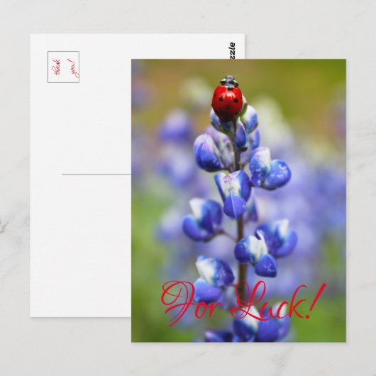 Lucky Lady Bugs Postkarte (Vorne/Hinten)