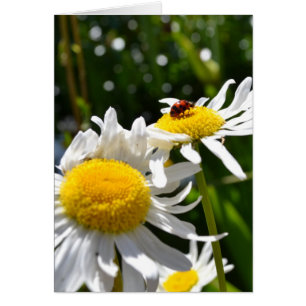 Lucky Ladybug