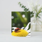 Lucky Ladybug Postkarte (Stehend Vorderseite)