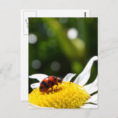 Lucky Ladybug Postkarte (Vorne/Hinten)