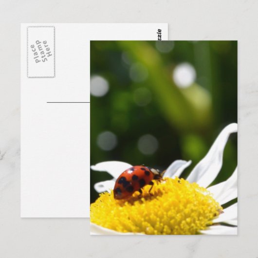 Lucky Ladybug Postkarte (Vorne/Hinten)