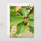 Lucky Ladybug Postkarte (Vorne/Hinten)