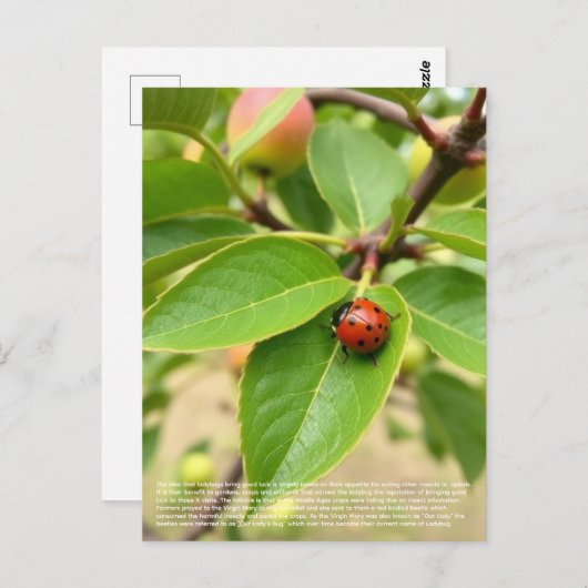 Lucky Ladybug Postkarte (Vorne/Hinten)