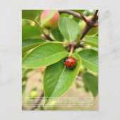Lucky Ladybug Postkarte (Vorderseite)