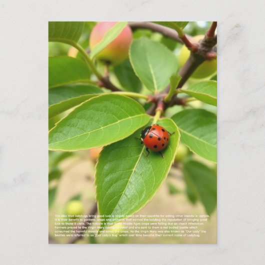 Lucky Ladybug  Postkarte (Vorderseite)