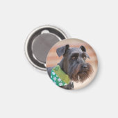 Lucky Miniature Schnauzer Magnet (Vorderseite/Rückseite)