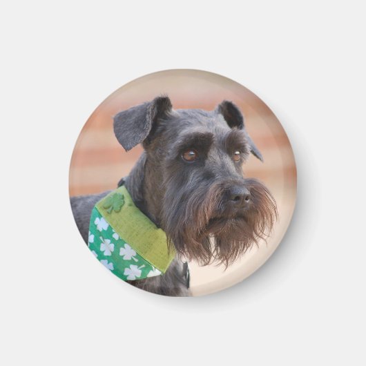 Lucky Miniature Schnauzer Magnet (Vorne)