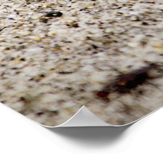 Lucky Sand Dollar Poster (Ecke)