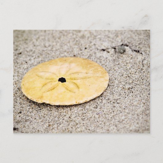 Lucky Sand Dollar Postkarte (Vorderseite)