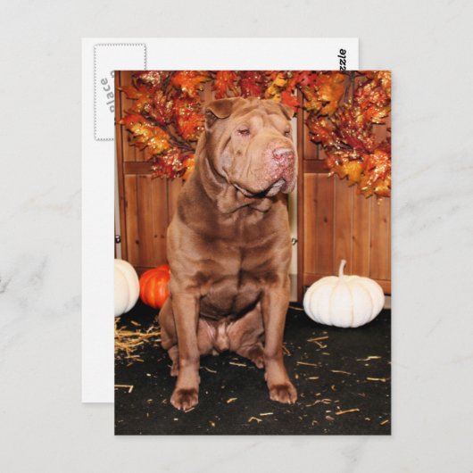 Lucky - Shar Pei - Hildebrand Postkarte (Vorne/Hinten)
