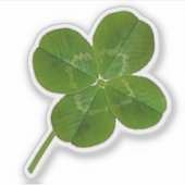 Lucky, vierblättriger Kleeblatt Aufkleber (Vorderseite)