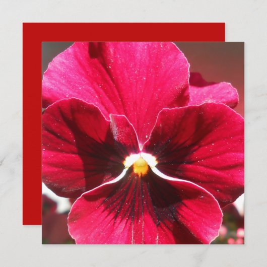 Lucrezia (Vorne/Hinten)