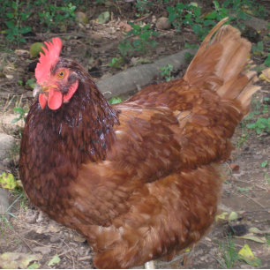 Lucy - Der rote Kopf! Fliese