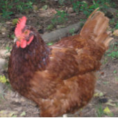 Lucy - Der rote Kopf! Fliese