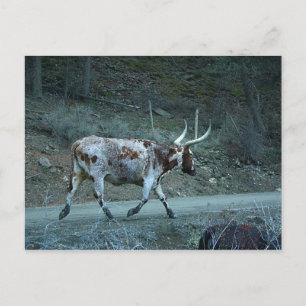 "Lucy Watusi" (Watusi & Longhorn Cross) Mini Print Postkarte