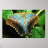 LUCY'S BUTTERFLY PRINT POSTER (Vorne)