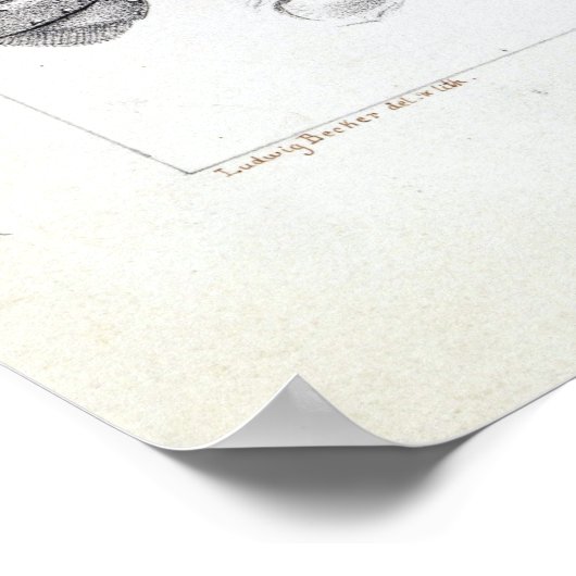 Ludwig Becker Murray Spiny Crayfish Poster (Ecke)