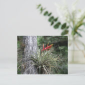 Luft-Pflanze Postkarte (Stehend Vorderseite)