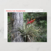 Luft-Pflanze Postkarte (Vorne/Hinten)