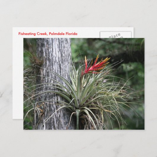 Luft-Pflanze Postkarte (Vorne/Hinten)