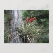 Luft-Pflanze Postkarte (Vorderseite)