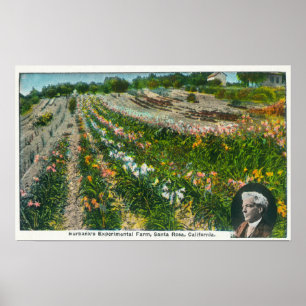 Luftaufnahme von Burbanks Versuchsfarm Poster