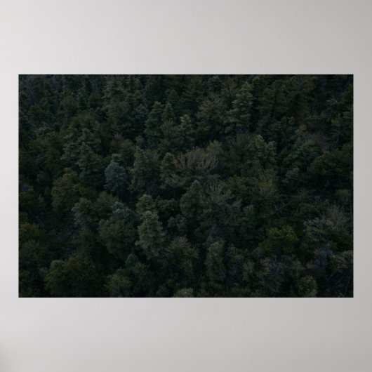 Luftaufnahmen von Bäumen Poster (Vorne)