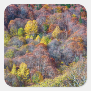 Luftbild der farbenfrohen Bäume des Herbstes Quadratischer Aufkleber