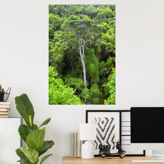 Luftbild des indigenen Waldes, Knysna-Amatole Poster (Heimbüro)