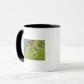 Luftbild des Roseland-Parks Tasse (Vorderseite Links)