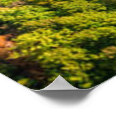 Luftbild des Winding River Sonniger Herbstwald Poster (Ecke)