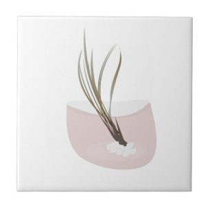 Luftpflanze Tillandsia Pflanzen Terrarium Rosarot Fliese