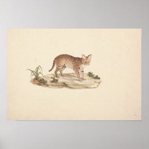 Luigi Balugani - African Wildcat oder Serval Poster