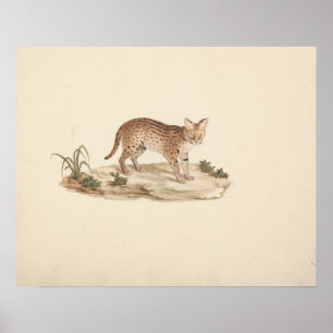Luigi Balugani - African Wildcat oder Serval Poster