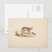 Luigi Balugani - African Wildcat oder Serval Postkarte (Vorne/Hinten)