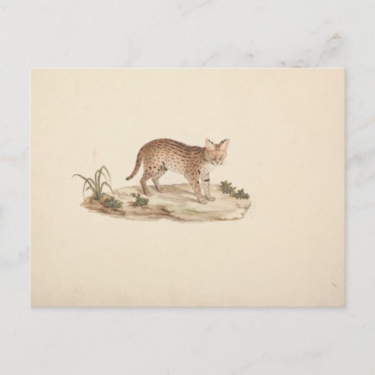 Luigi Balugani - African Wildcat oder Serval Postkarte (Vorderseite)