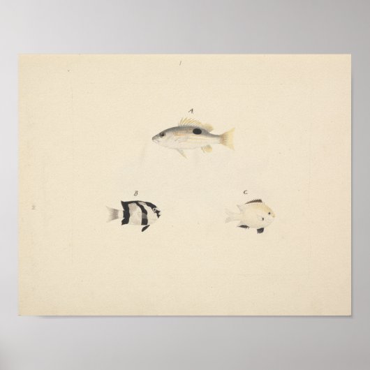 Luigi Balugani - Drei nicht identifizierte Fische Poster (Vorne)