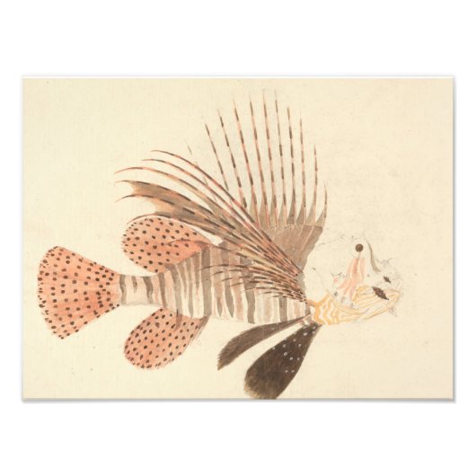 Luigi Balugani - Lionfish Fotodruck (Vorne)